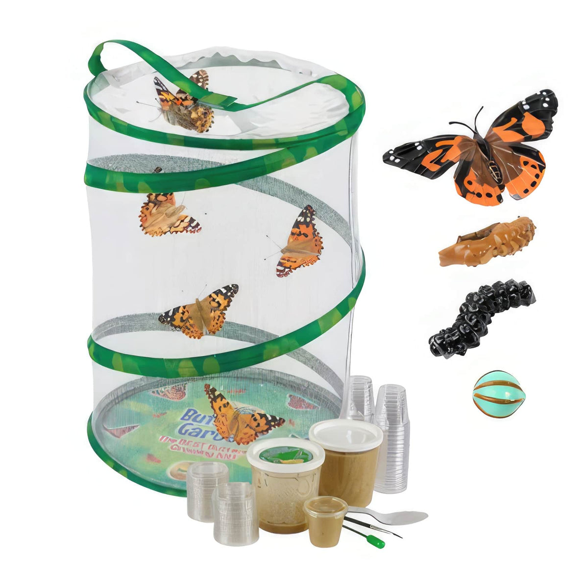 HENGBIRD – Lot De 8 Figurines Cycle De Vie Du Papillon – Kit Montessori éducatif – Projet Scolaire 3-8 Ans
