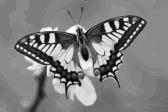 NOUVEAU !!! Chrysalides de papillons machaon prêtes à éclore - 3 insectes