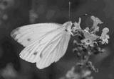 NOUVEAU !!! Chrysalides de papillons blancs prêtes à éclore - 3 insectes