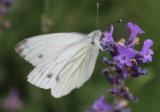 NOUVEAU !!! Chrysalides de papillons blancs prêtes à éclore - 3 insectes
